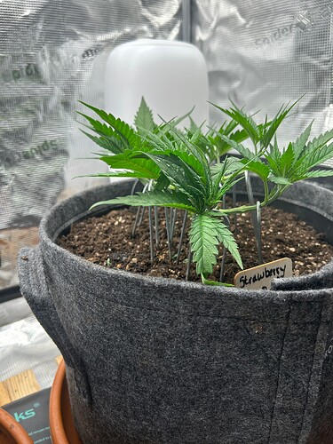 Growreport Bild 16