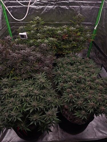 Growreport Bild 3