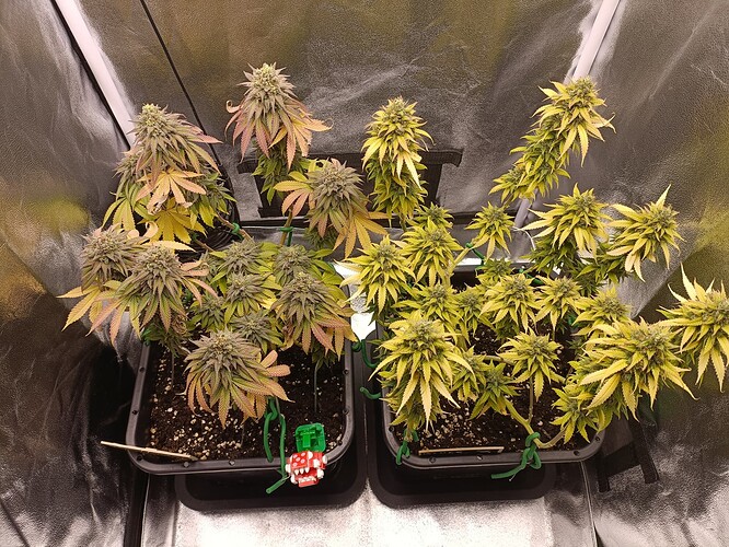 Growreport Bild 20