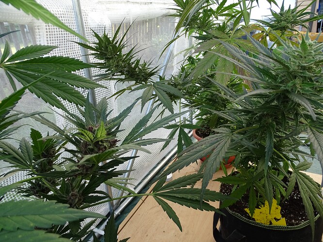 Growreport Bild 30