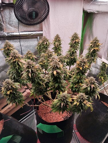 IMG_20250108_184451 - Kopie