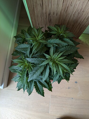 Growreport Bild 6