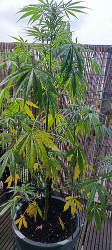 IMG_20240619_131226