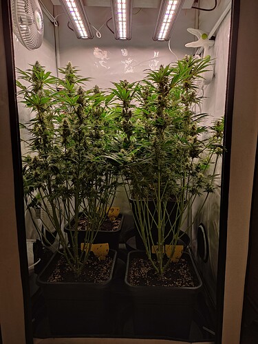 Growreport Bild 19