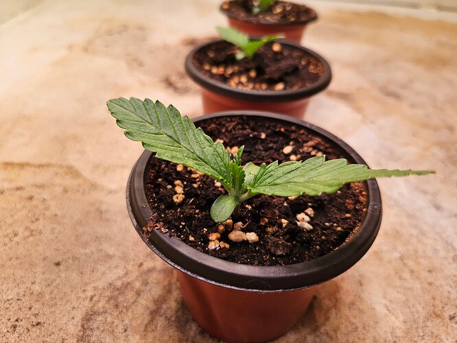 Growreport Bild 3