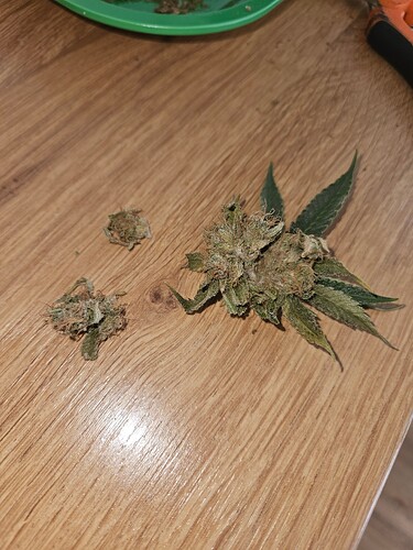 Growreport Bild 2