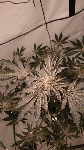 Growreport Bild 3