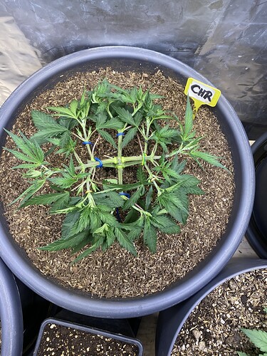 Growreport Bild 61