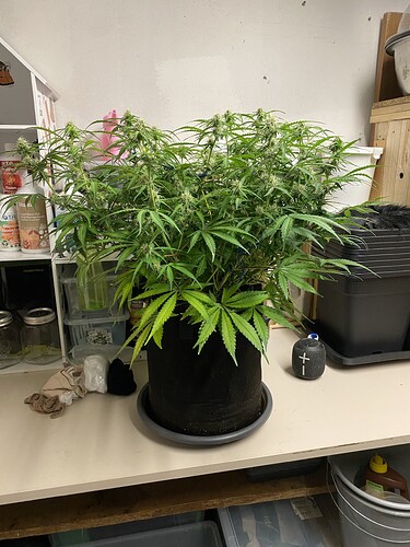 Growreport Bild 83