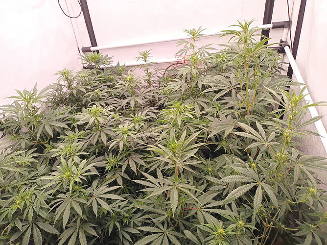 Growreport Bild 9