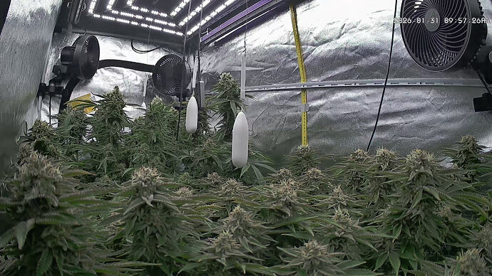 Growreport Bild 81