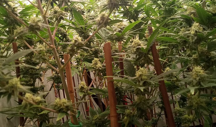 Growreport Bild 12