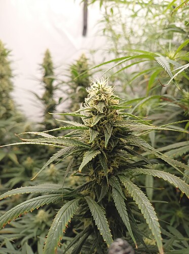 Growreport Bild 28