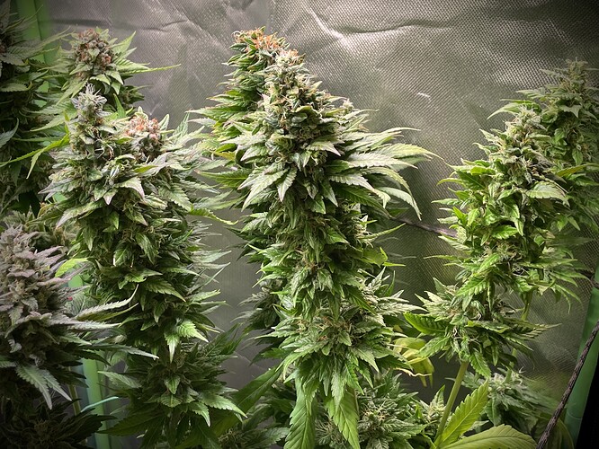 Growreport Bild 11