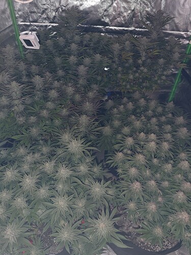 Growreport Bild 16