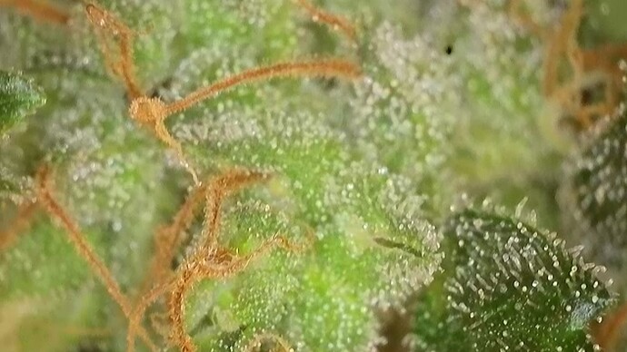 Growreport Bild 12