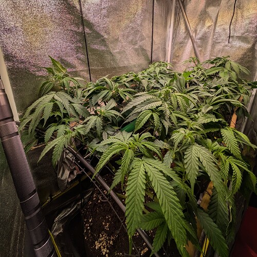 Growreport Bild 7