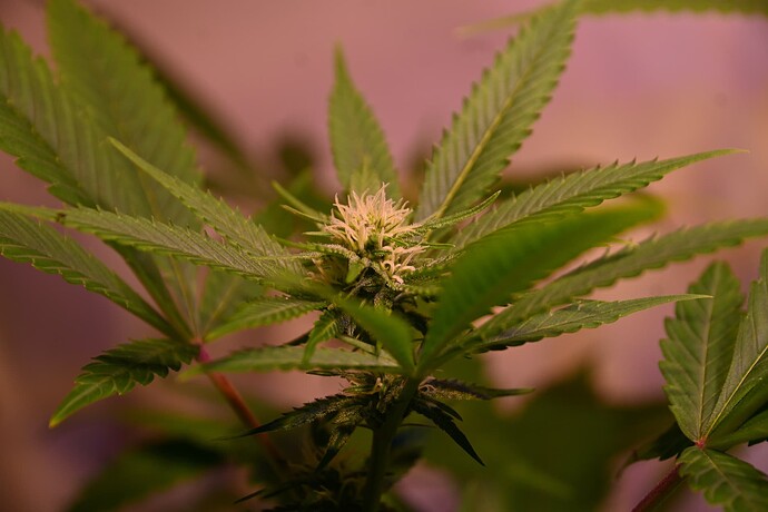 Growreport Bild 1