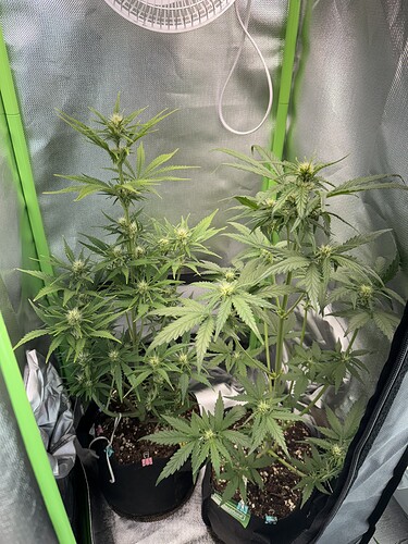 Growreport Bild 1