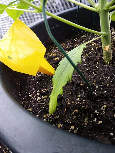 IMG_2025-04-01-20-33-37-882