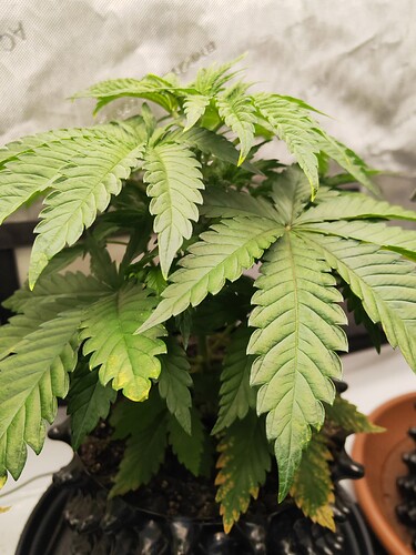Growreport Bild 7