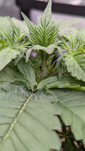 PXL_20240714_164244866.MP