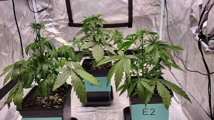 Growreport Bild 15
