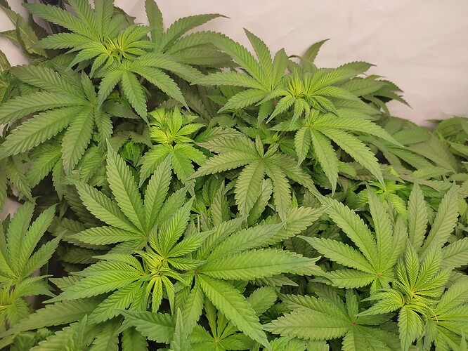 Growreport Bild 7