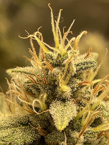 Growreport Bild 11