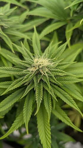 Growreport Bild 4