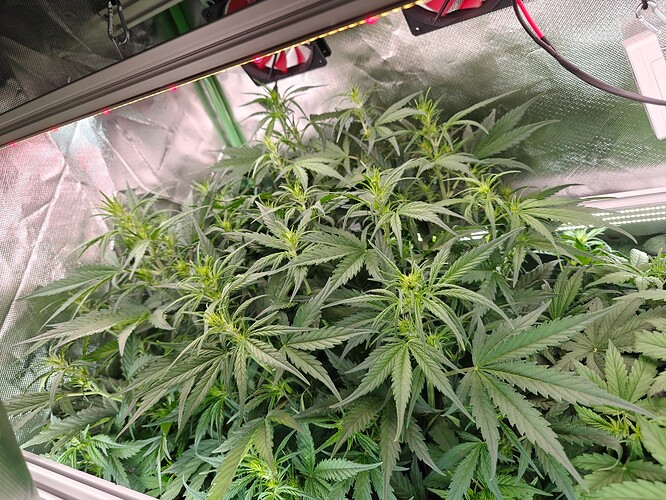 Growreport Bild 1