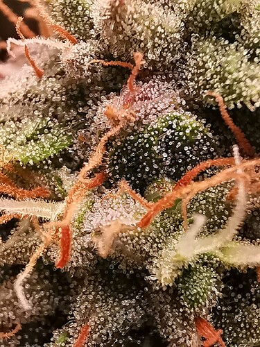 Growreport Bild 3