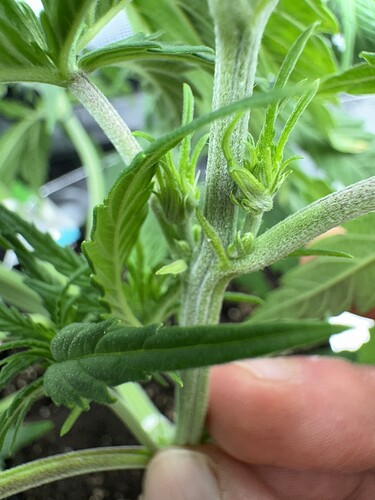 Growreport Bild 7