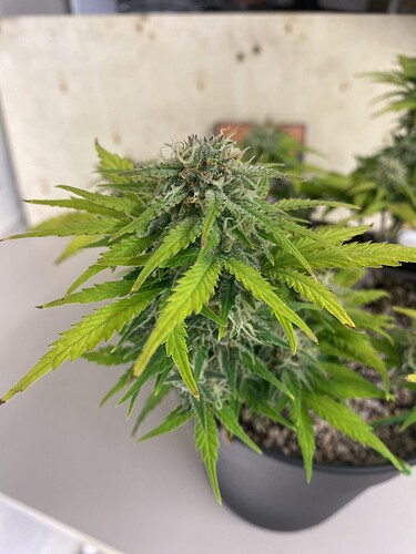 Growreport Bild 19