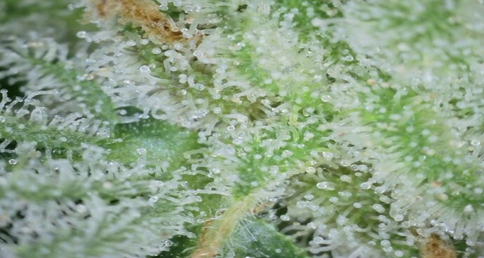Growreport Bild 19