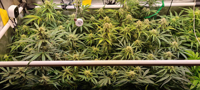 Growreport Bild 25