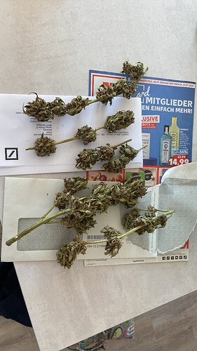 Growreport Bild 1