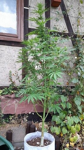 Growreport Bild 3