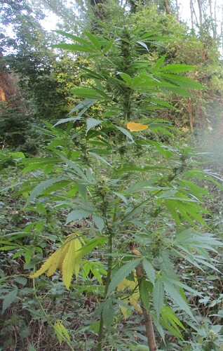 Dubai Poison 10.9