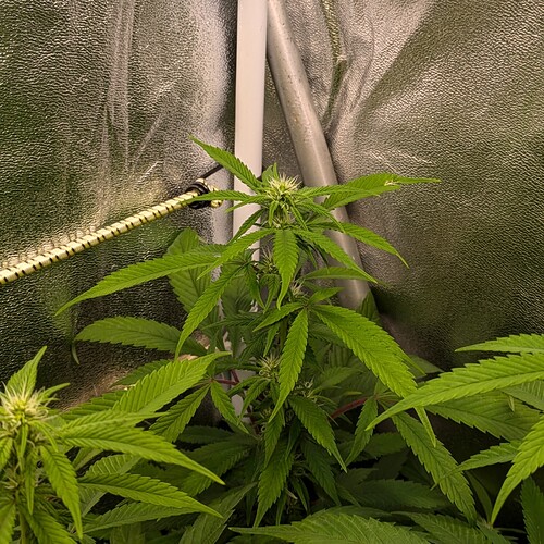 Growreport Bild 27