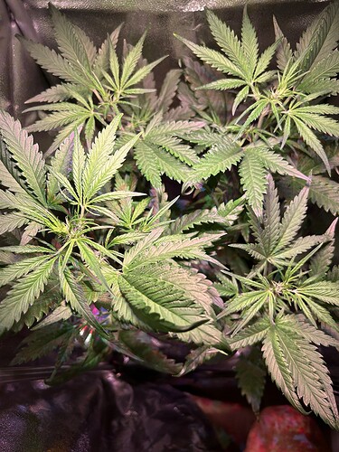 Growreport Bild 3