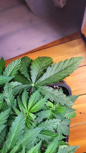 Growreport Bild 36