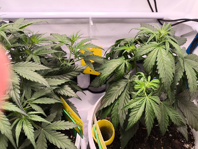 Growreport Bild 4