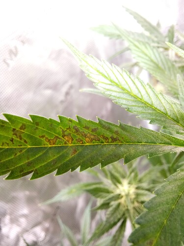Growreport Bild 31