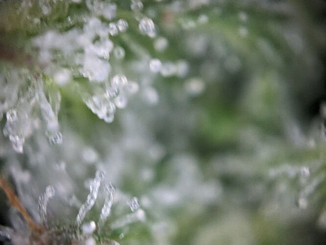 Trichome Mitte Woche 9