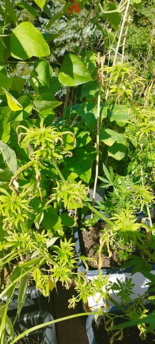 Growreport Bild 7