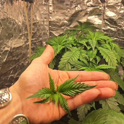Eine Hand hält ein kleines Cannabisblatt vor einer größeren, buschigen Cannabis-Pflanze in der Wachstumsphase.