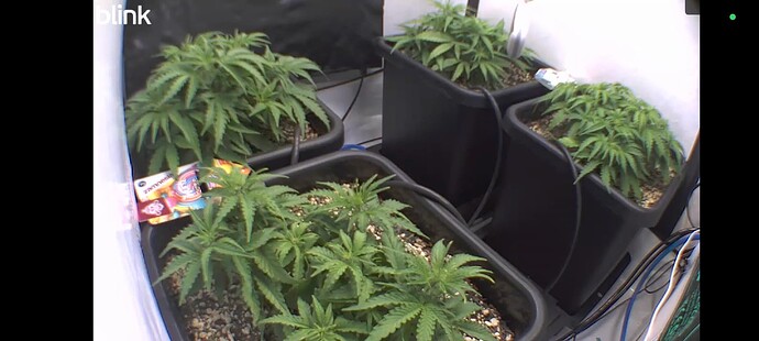 Screenshot_2025-10-13-20-59-07-416_com.immediasemi.android.blink