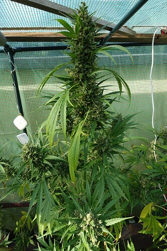 Growreport Bild 3