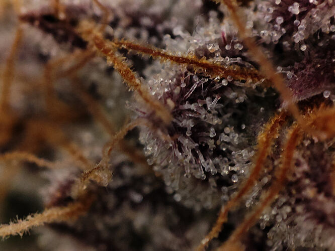 Growreport Bild 67